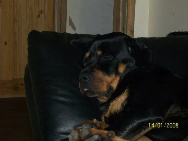Profile image of Indica