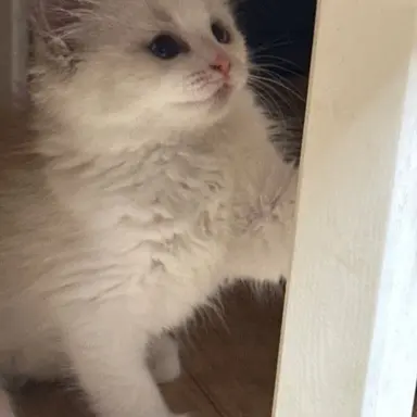 Profile image of 설이