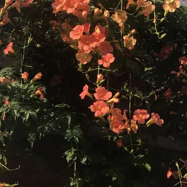 Profile image of 007n7