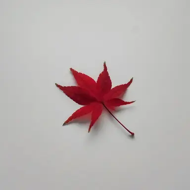 Profile image of 소미