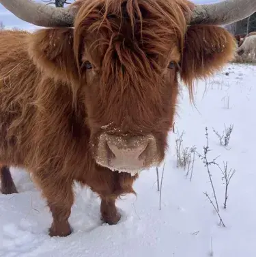 Profile image of TF141 - Ox Hybrid