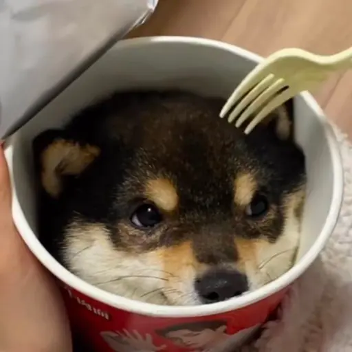 KamimuraHina의 子犬くん（小太郎）