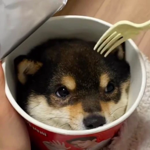 子犬くん（小太郎）