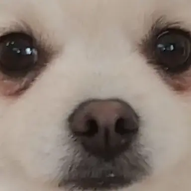 Profile image of いｯぬ