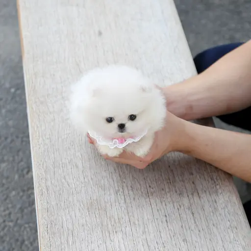 DenseBongo4098의 호두