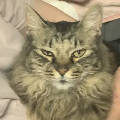 Profile image of 猫