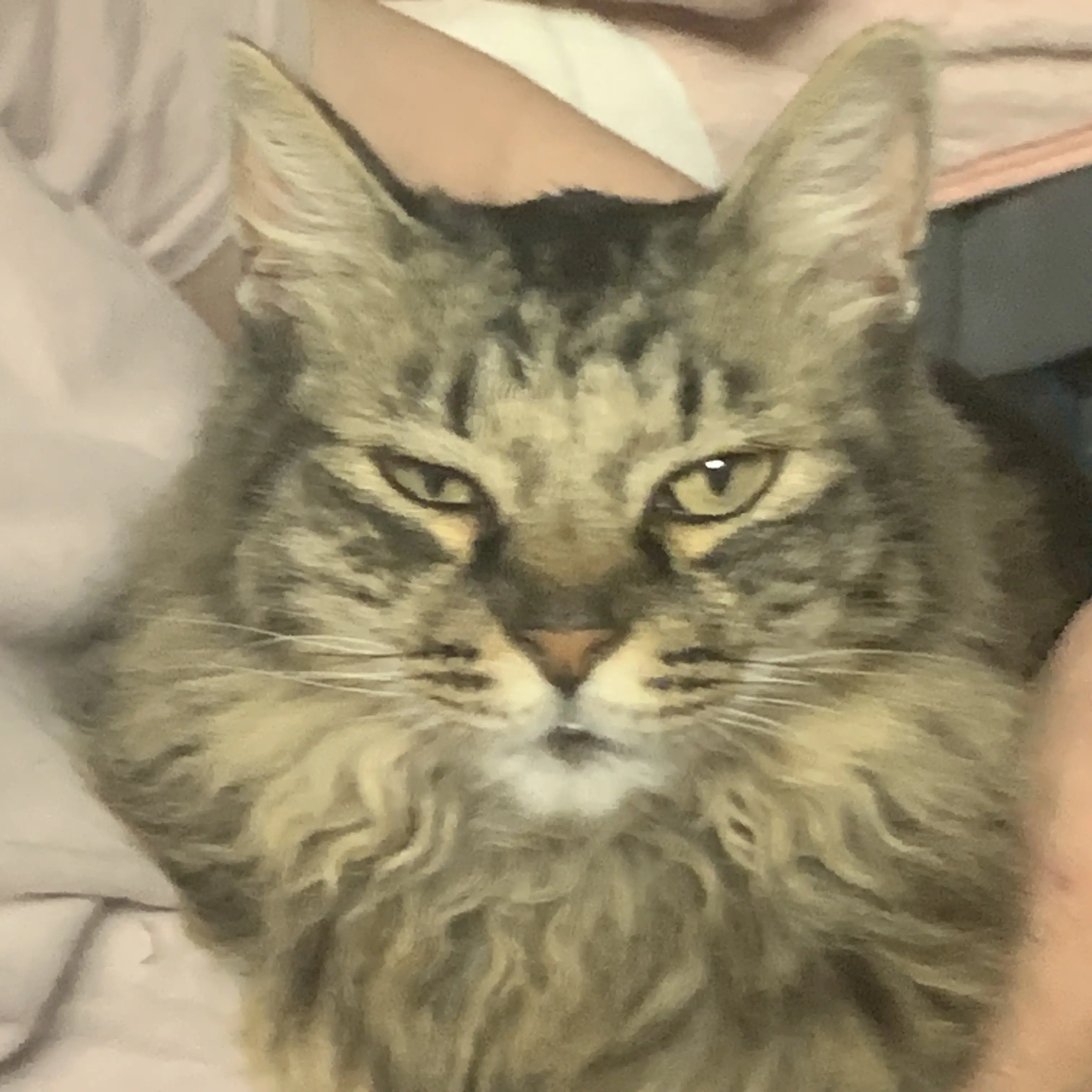 CoralDrum8311의 猫
