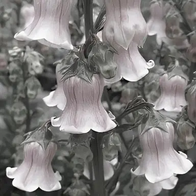 Profile image of 밥풀