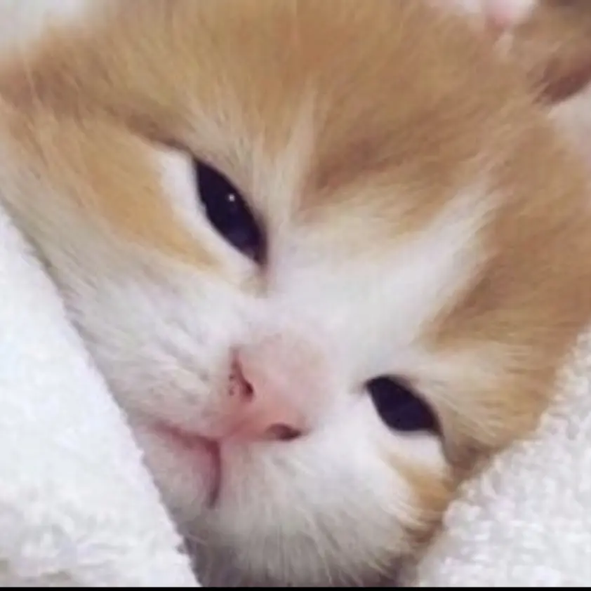 Snowyday_2025의 아기 고양이 치즈