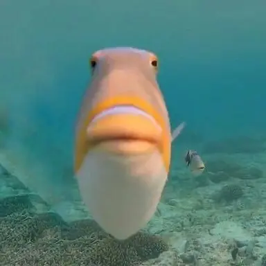 Profile image of 여우