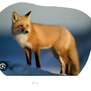 Profile image of 여우