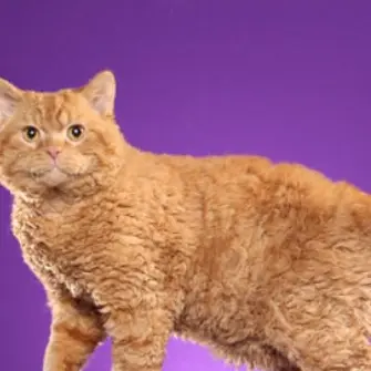 Profile image of Beau