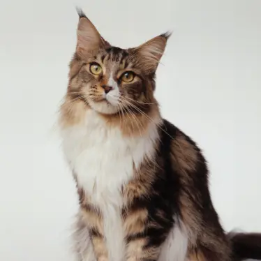 Profile image of Salem