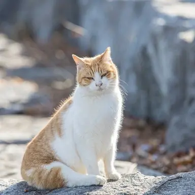 Profile image of 길고양이