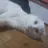 에렌