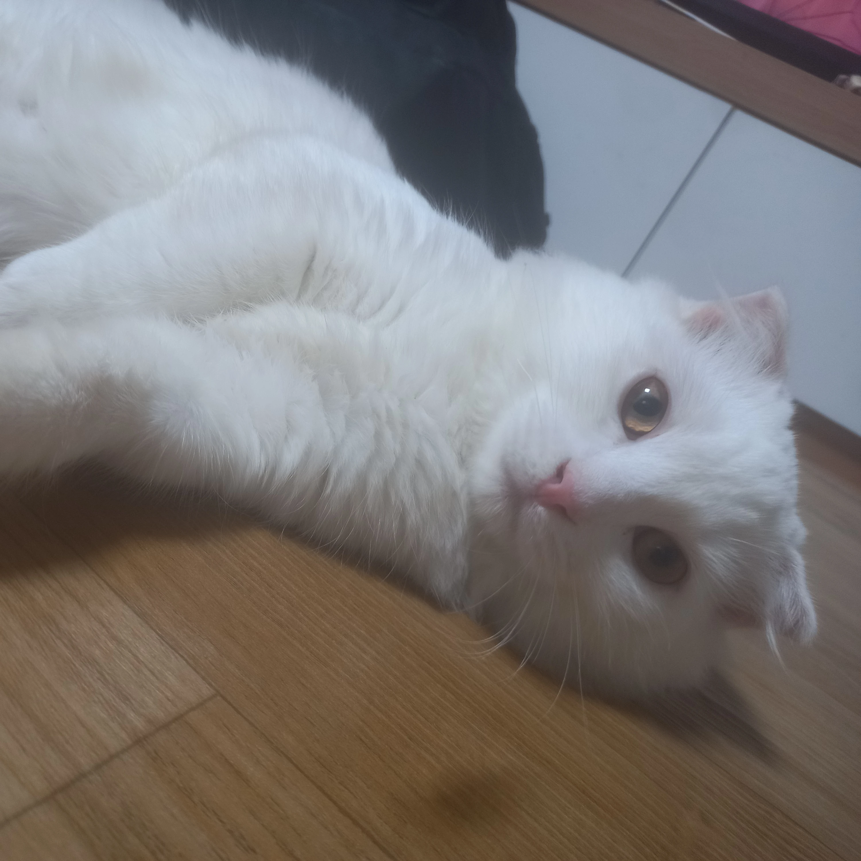 에렌