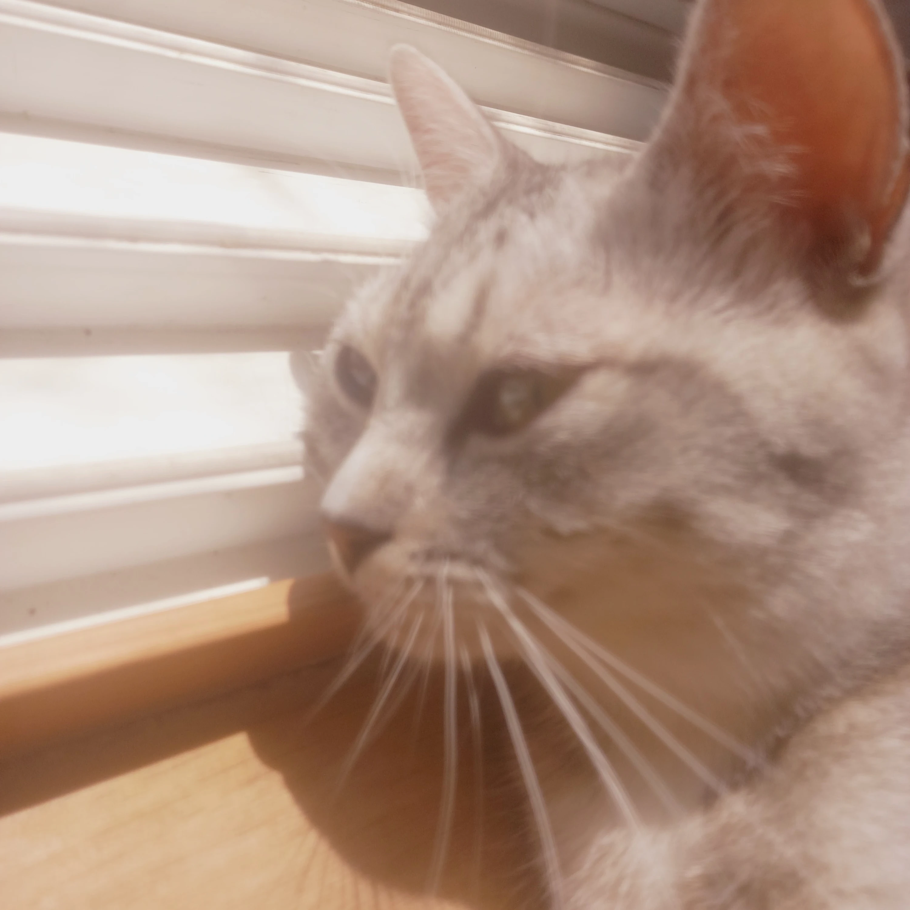 미카사