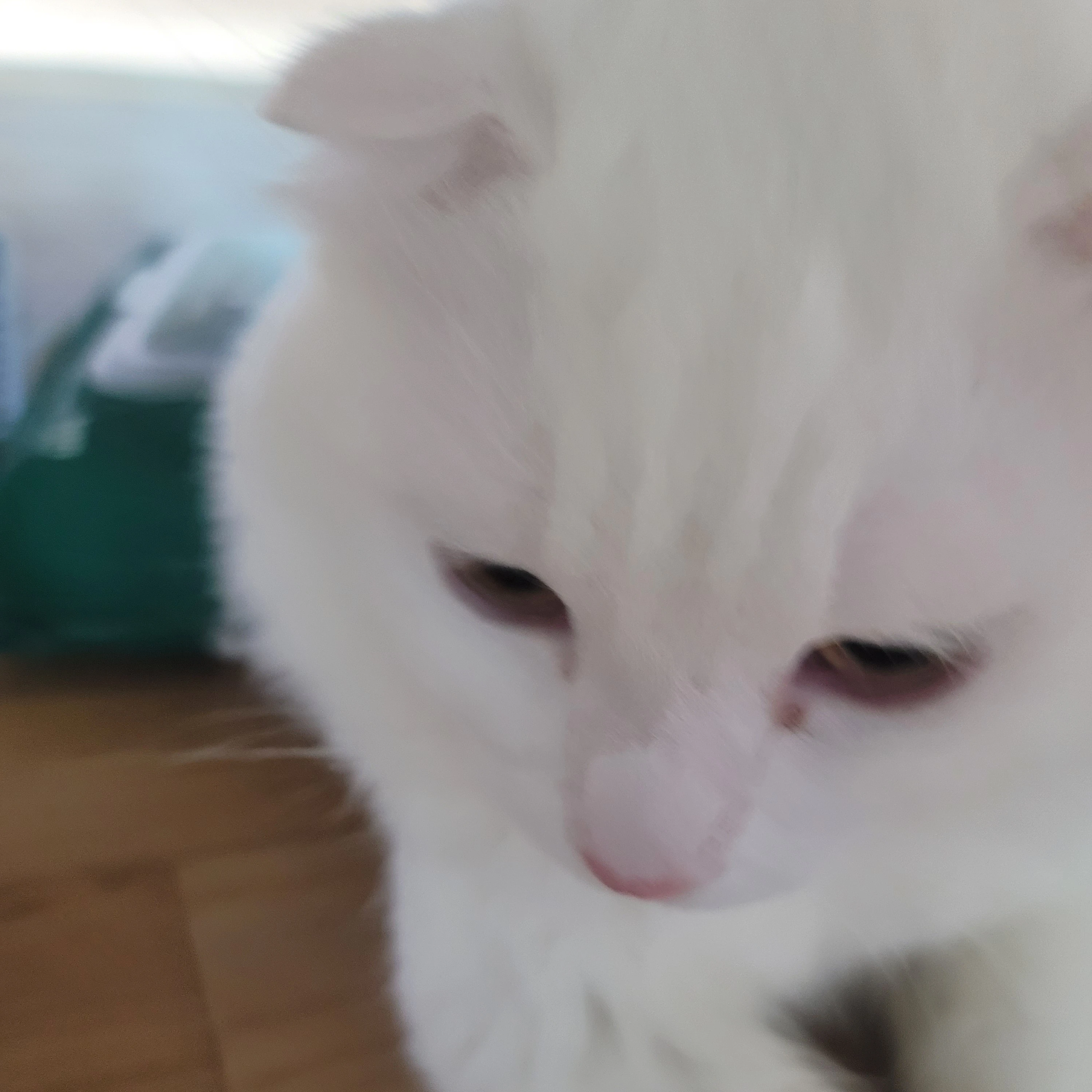 애니