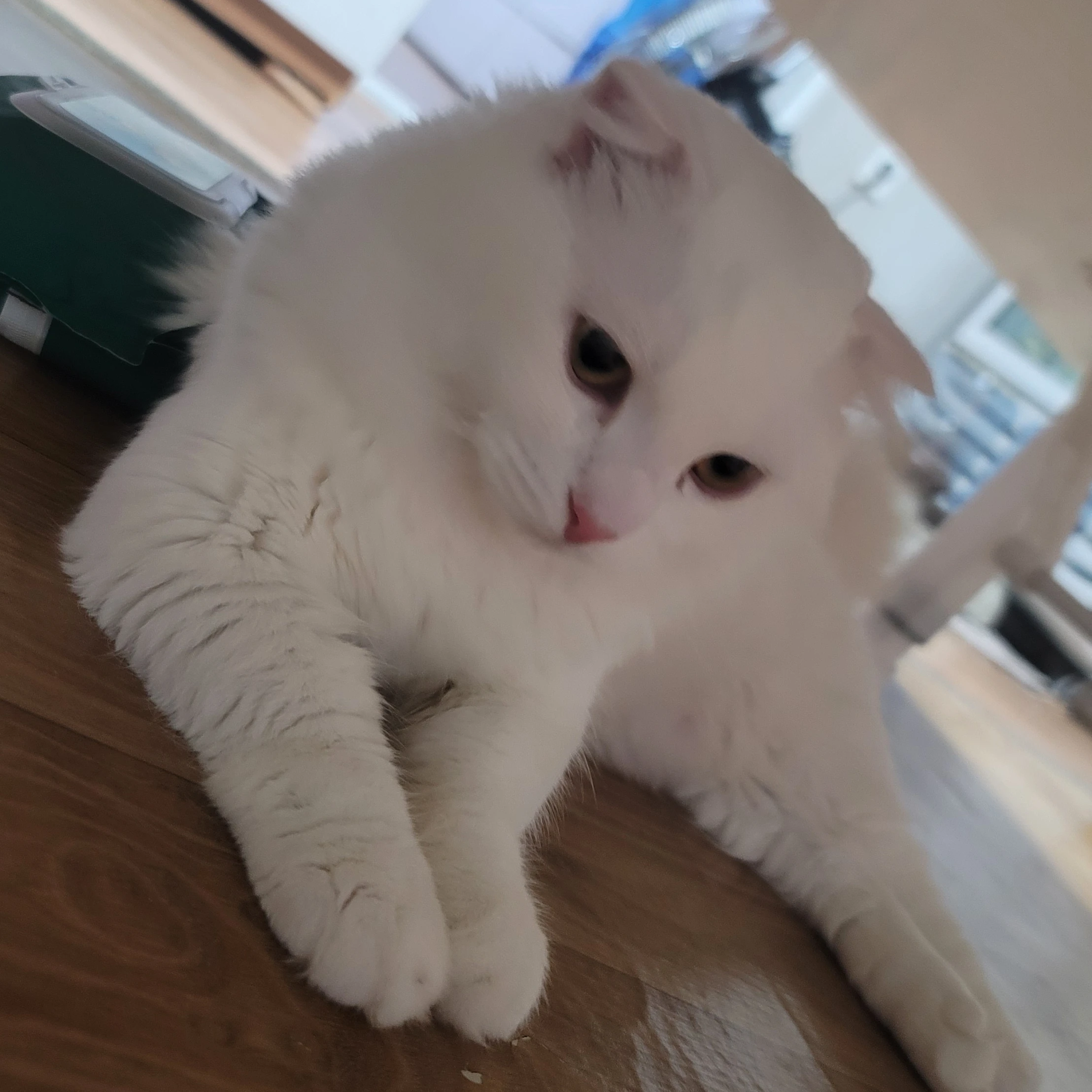 아르민