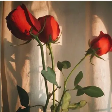 Profile image of 유기사