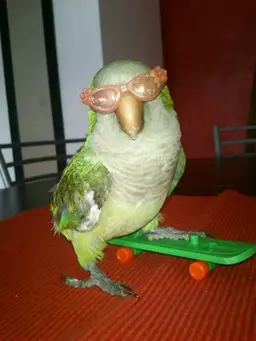 Profile image of Otto