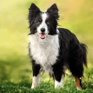 Profile image of 쿠키