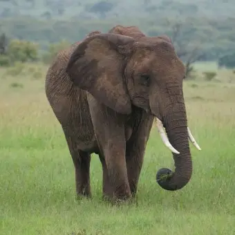 Profile image of 코끼리