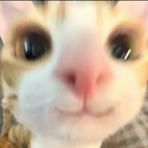 엥양