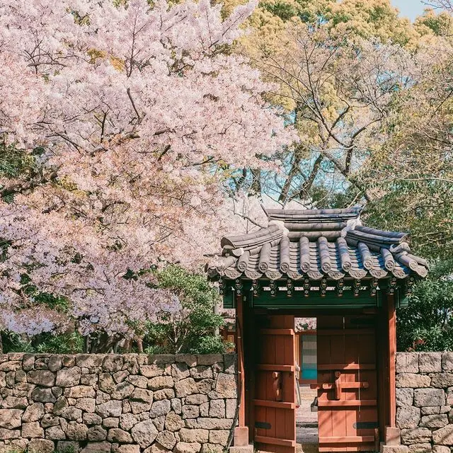 HaNaBEeE의 매화 아래, 칼날처럼