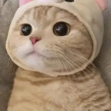 Profile image of 나비