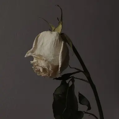 Profile image of 김여우
