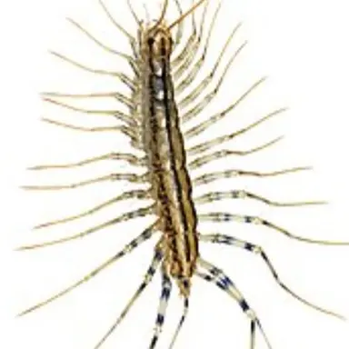 Profile image of 그리마