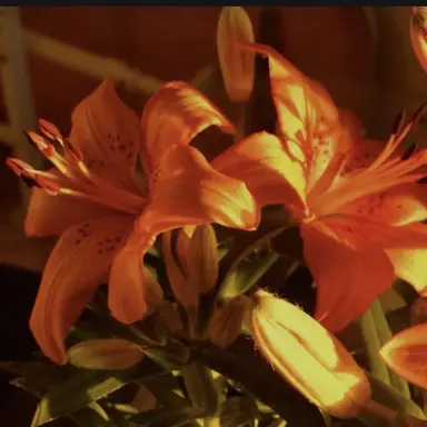 Profile image of 코마