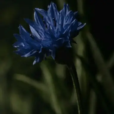 Profile image of 파이브