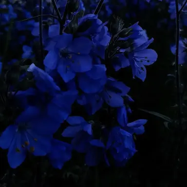 Profile image of 행크