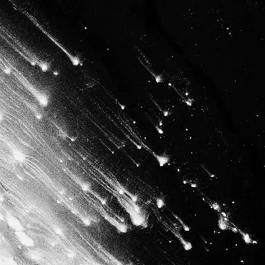 Profile image of 스피도