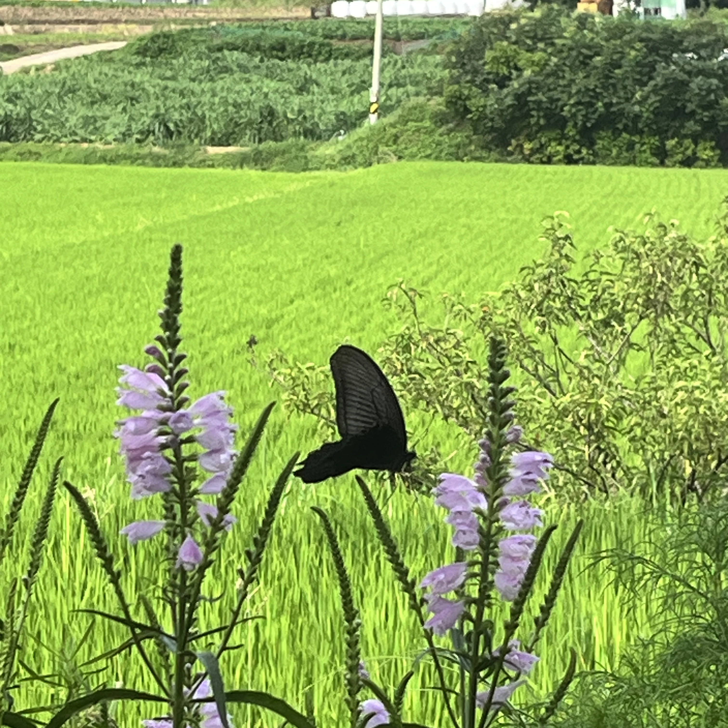 공경사