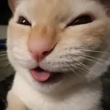 Profile image of 고씨