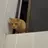 🐱