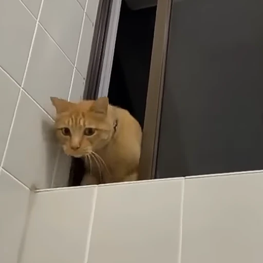 🐱