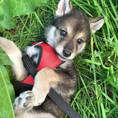 Profile image of 늑대