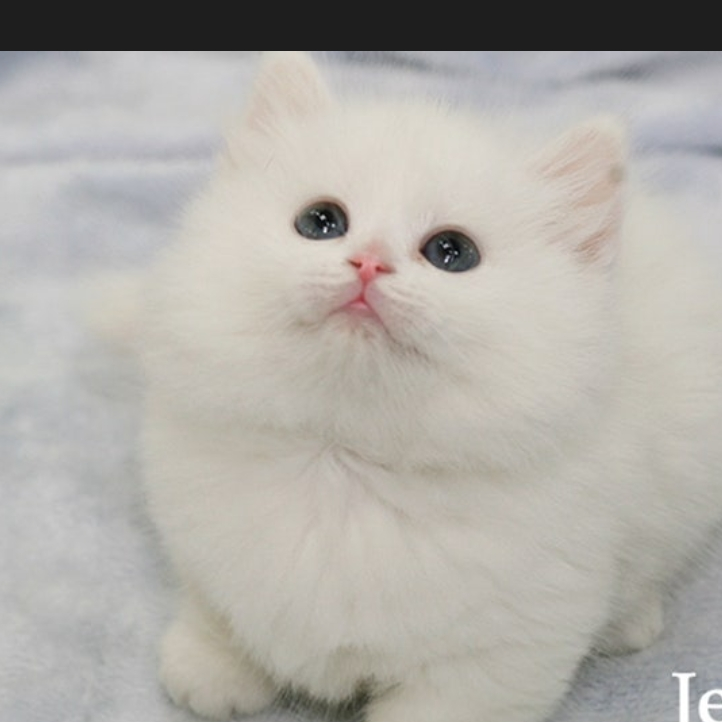 고양이 대표 이미지