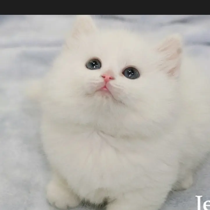 ConvexDaug033의 고양이