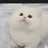 고양이