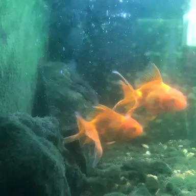 Profile image of 황현진