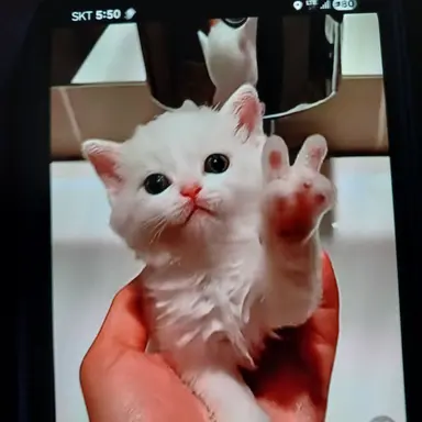 Profile image of 김여우