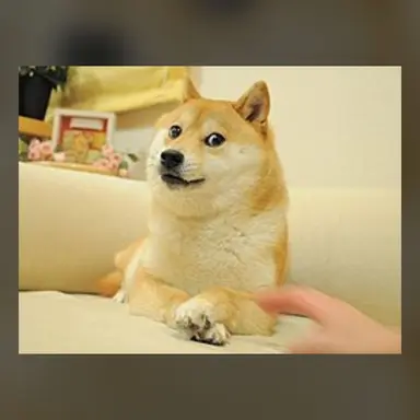 Profile image of 도지