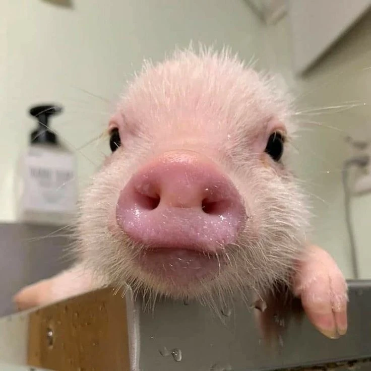 チャンビン