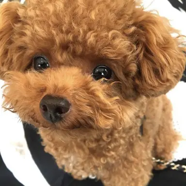 Profile image of ミンギュ