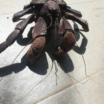 코코넛크랩
